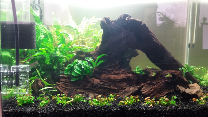447391catcorp_0_85_aquarium_nieu.jpg