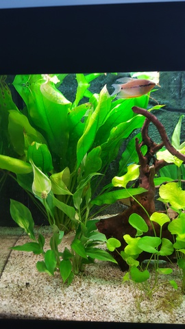 448635ricky697_0_85_aquariu.jpg