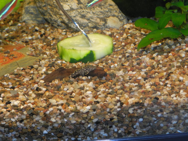 457739jensdb_0_85_fishie.jpg