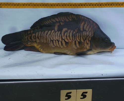 481736pieterjanv_0_82_dvm.jpg