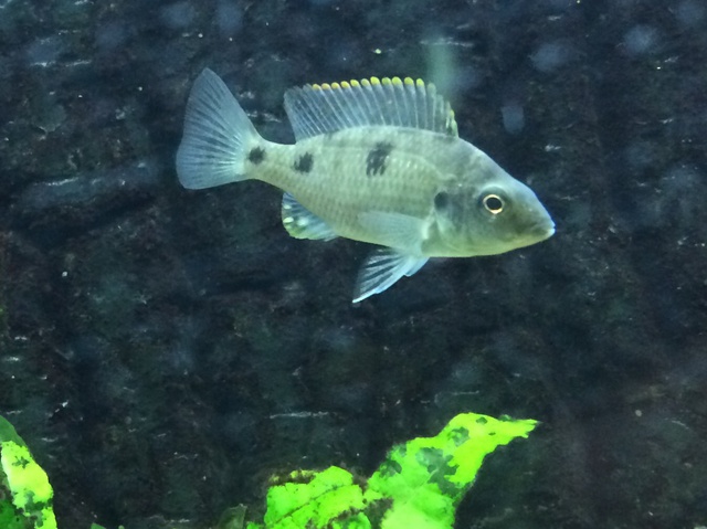 482331aquaria17_0_84_image4.jpg