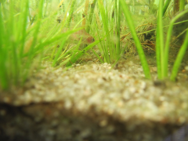 482826kimelderhorst_0_85_0405201.jpg