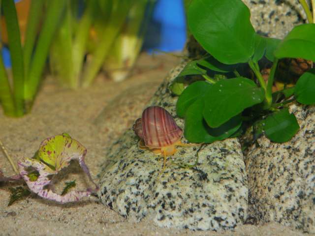 483124_0_82_aquariums_dec_13_060.jpg