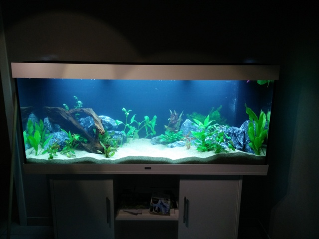 492919akitaluna_0_85_deskto.jpg
