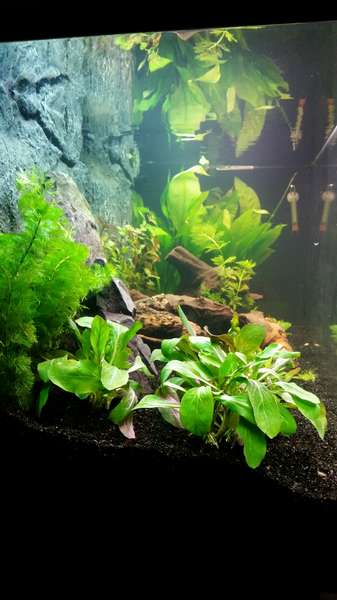 512193ricky697_0_82_aquarium_12.jpg