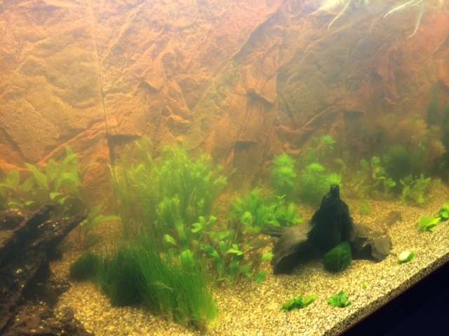 513122tamara1988_0_82_aquarium_midden_5.jpg
