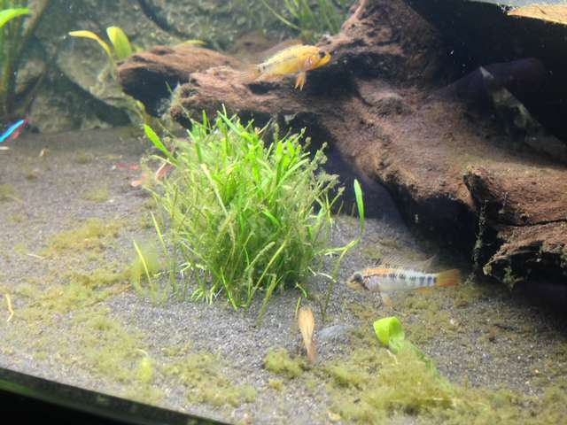 515263_0_82_apisto_7.jpg