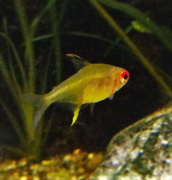 516995_0_82_hyphessobrycon_pulchripinnis_4.jpg