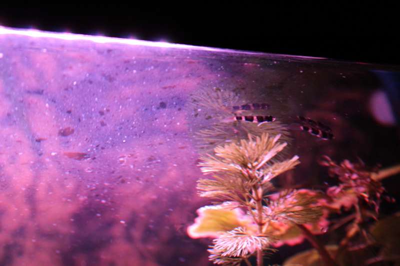 525773popol_0_82_aquar12.jpg
