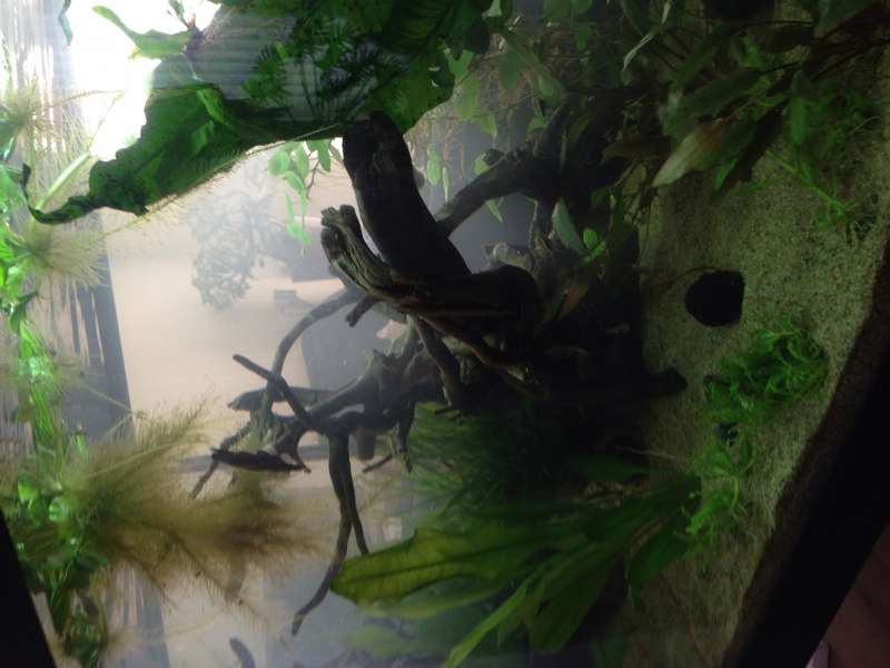 526789_0_82_spiderwood_1.jpg