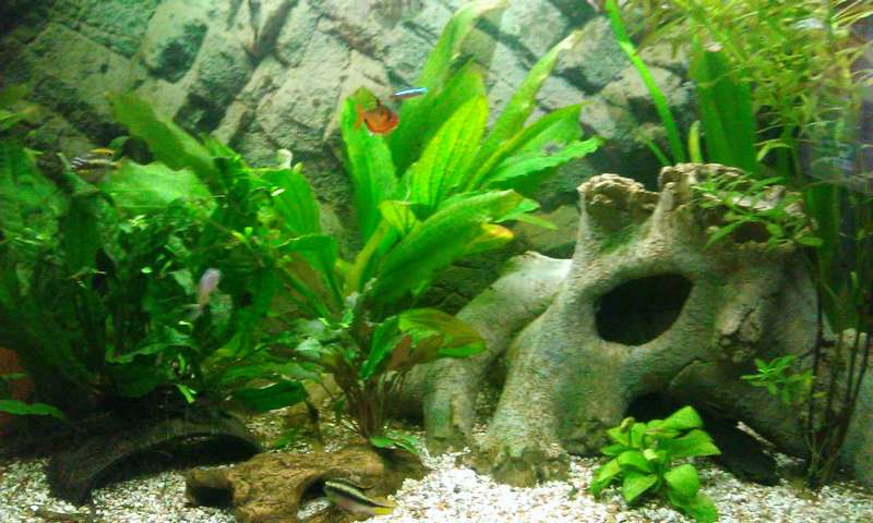 529279_0_82_aquariums_nieuw_pompje_aqua_40_141.jpg