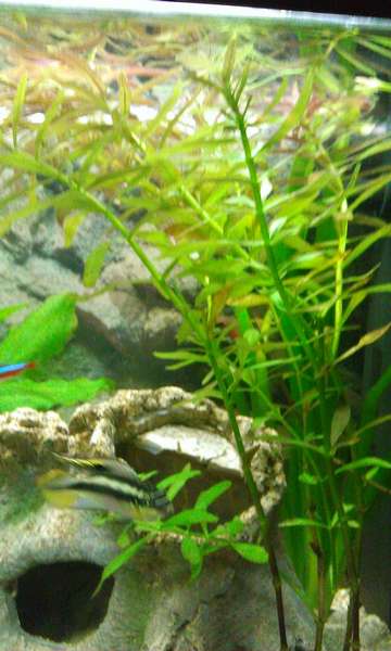 534291_0_82_grote_aquarium_en_kleine_en_nog_veel_zooi_009.jpg