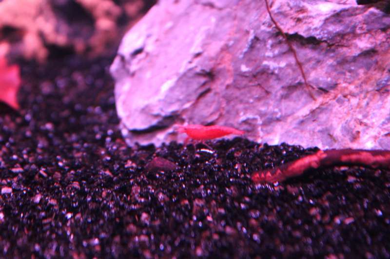 537759popol_0_82_aquar24.jpg