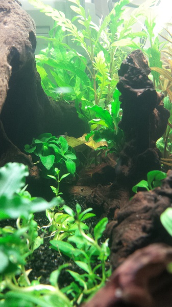 544594catcorp_0_85_aquarium_nieu.jpg