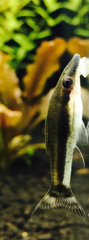 545747peterhuppertz1982_0_85_aquaforum_pic.jpg