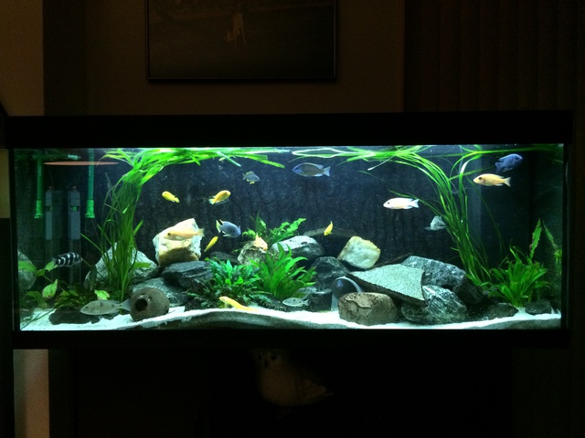 546771aquaria17_0_84_image1.jpg