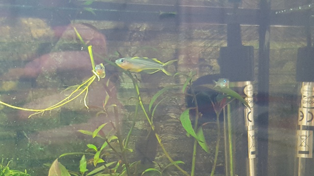 565269ricky697_0_85_aquariu.jpg