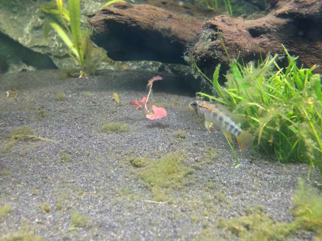 567759_0_82_apisto_1.jpg