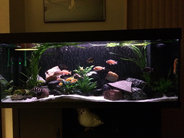 569817aquaria17_0_84_image7.jpg