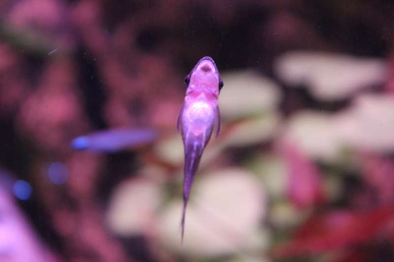 574447popol_0_82_aquar36.jpg