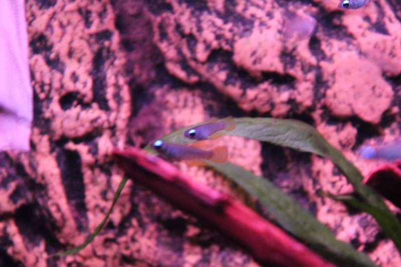 575968popol_0_82_aquar18.jpg