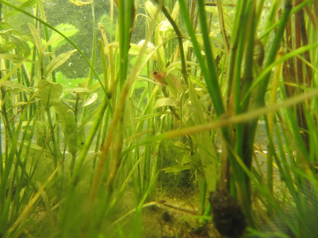 576537kimelderhorst_0_85_0405201.jpg