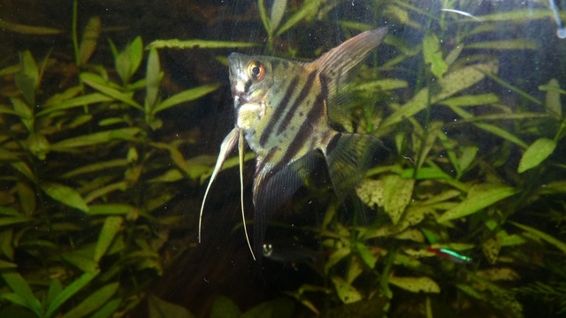 576644jeto_0_85_112_pan.jpg