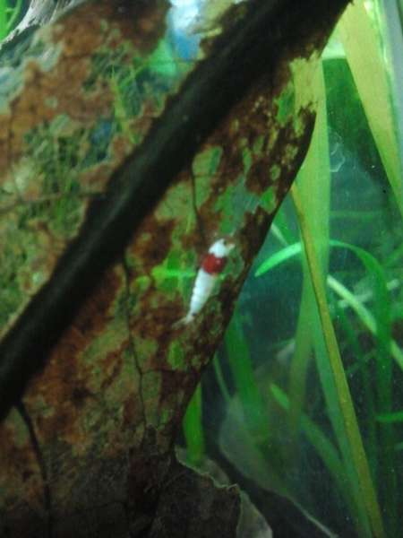 581493_0_82_shrimpy.jpg