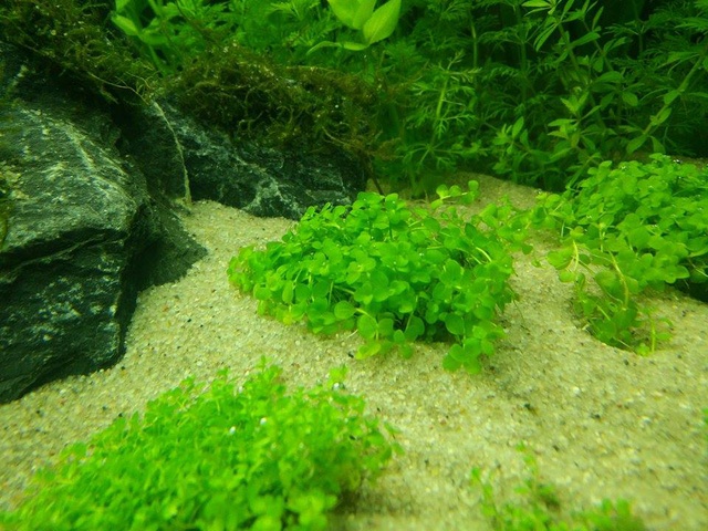 581563akitaluna_0_85_picture.jpg