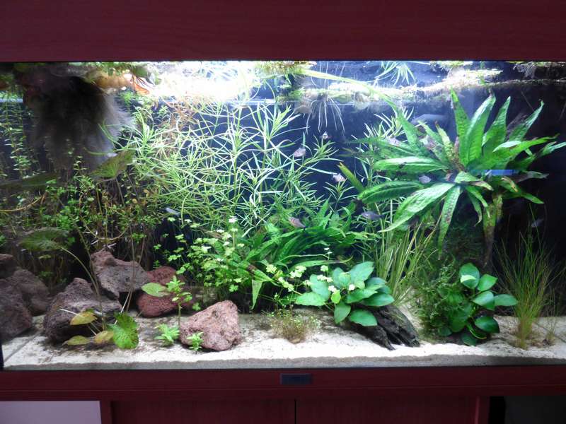 585799_0_82_aquariums_en_balonnen_071.jpg