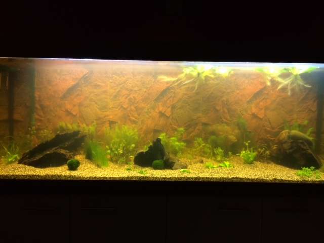 586725tamara1988_0_82_aquarium_3.jpg