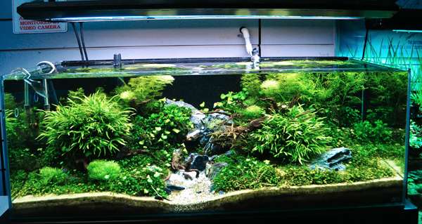 593614_0_82_nature_style_9.jpg
