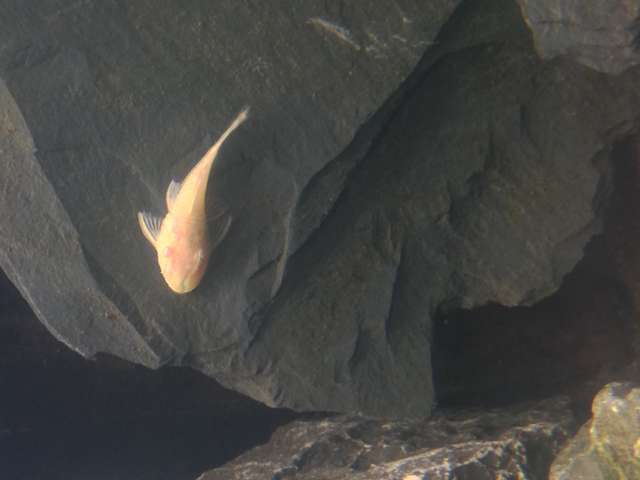 594146_0_82_ancistrus_1.jpg