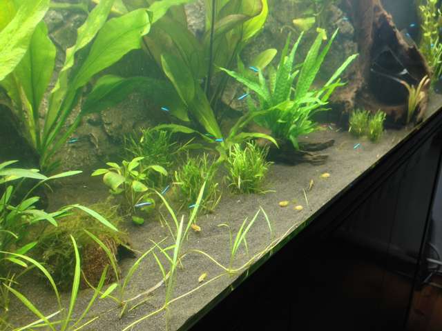 595961_0_82_corydoras_6.jpg
