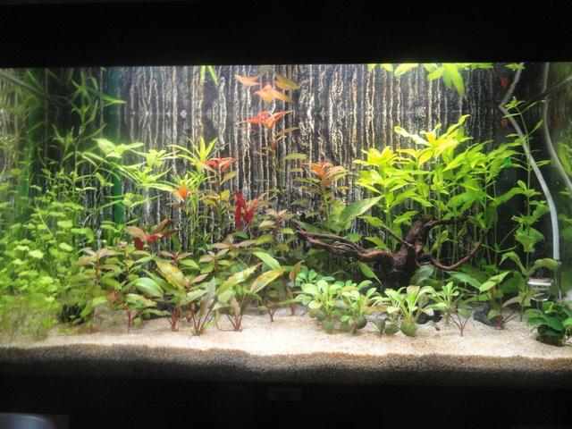 597242martinc_0_85_aquariu.jpg