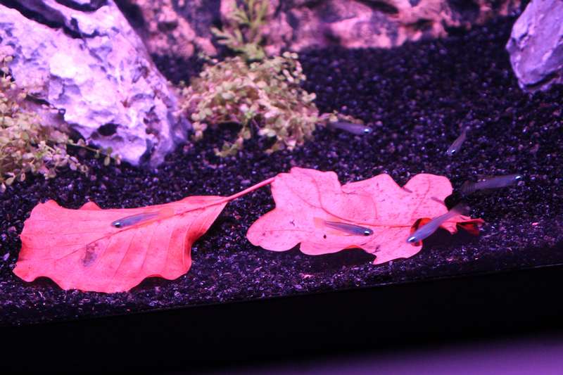 599777popol_0_82_aquar02.jpg