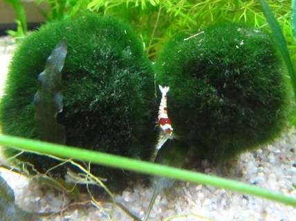 611833kimelderhorst_0_82_img_2348.jpg