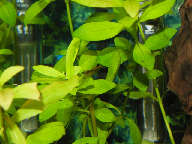 612781jensdb_0_85_fishie.jpg