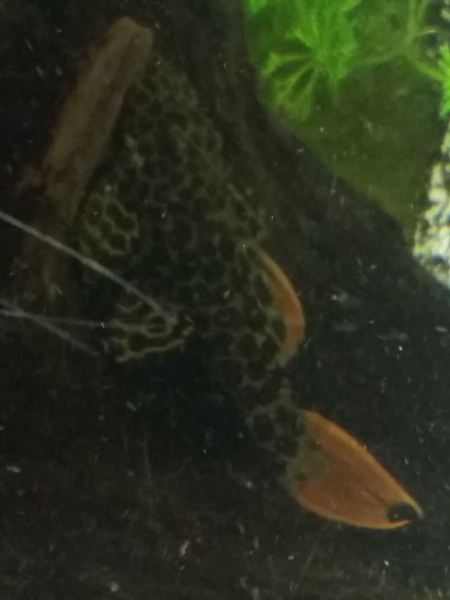 614255geert1996_0_85_aquariu.jpg