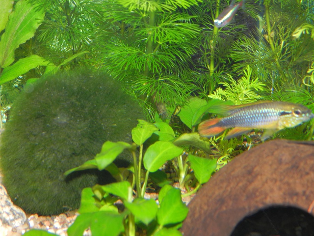 616992jensdb_0_85_fishie.jpg