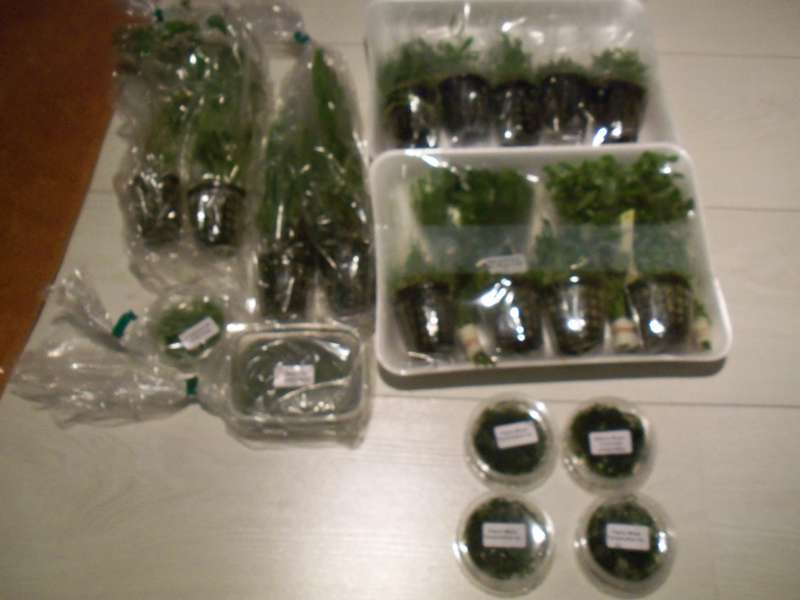 639684deplantenman_0_82_002.jpg