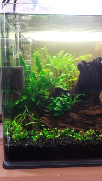 642433catcorp_0_85_aquarium_nieu.jpg