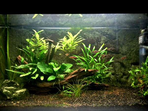 643784larske_0_82_aquariu.jpg