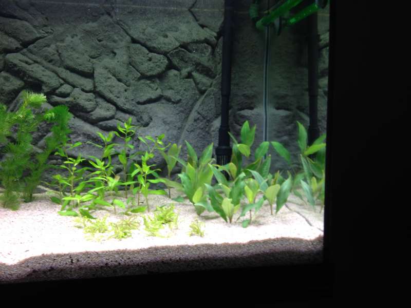 648667fishkeeper_0_82_img_0369.jpg