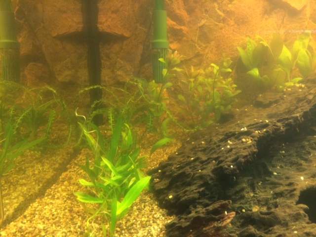 651424tamara1988_0_82_aquarium_10.jpg