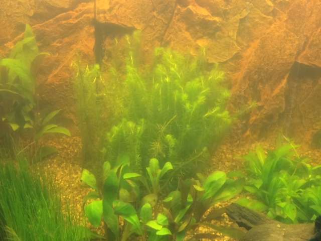 655692tamara1988_0_82_aquarium_12.jpg