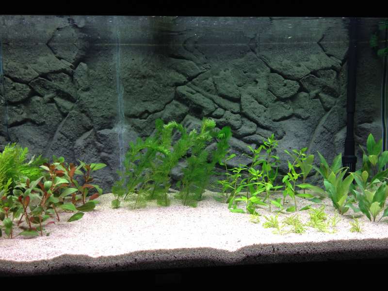 657379fishkeeper_0_82_img_0368.jpg