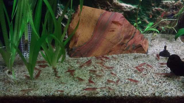 662729biologist_0_82_img_20160125_184810347.jpg