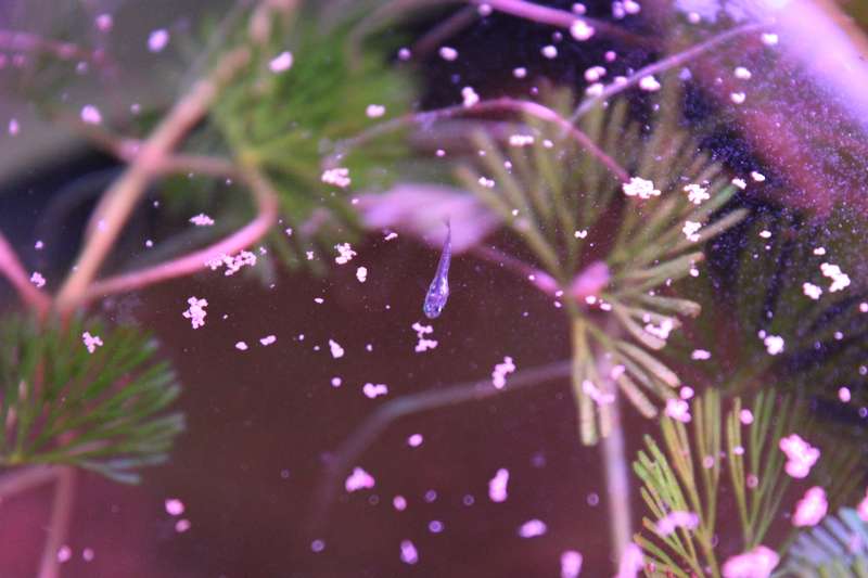 667647popol_0_82_aquar42.jpg