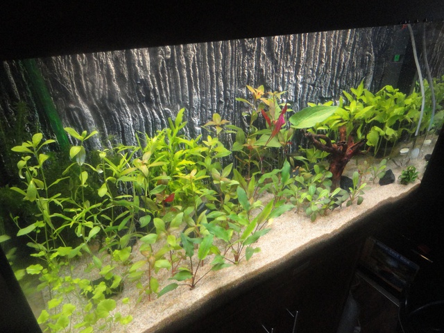 668259martinc_0_85_aquariu.jpg